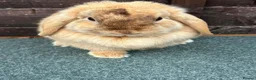 Mini Lop rabbits for sale: Chocolate Harliquin Doe  - Advert 1