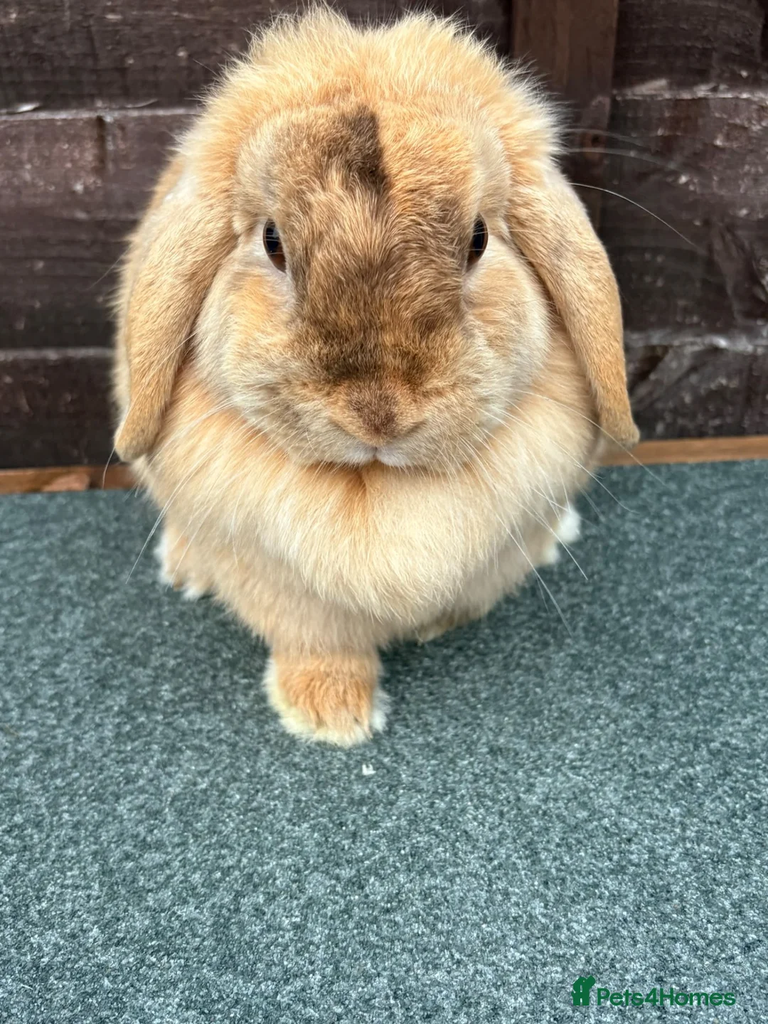 Mini Lop rabbits for sale: Chocolate Harliquin Doe  - Advert 1