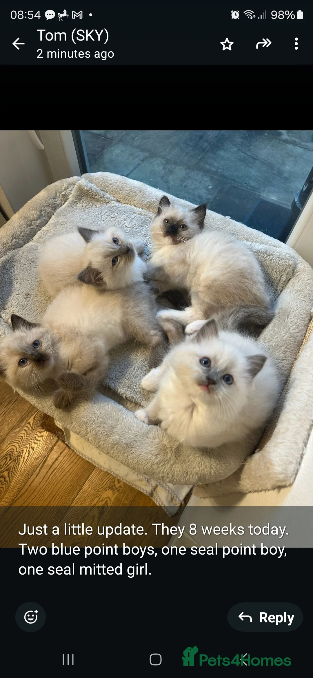 Ragdoll cats for stud: Blue Point Champion Line GCCF Registered Stud in Maidstone - Advert 22