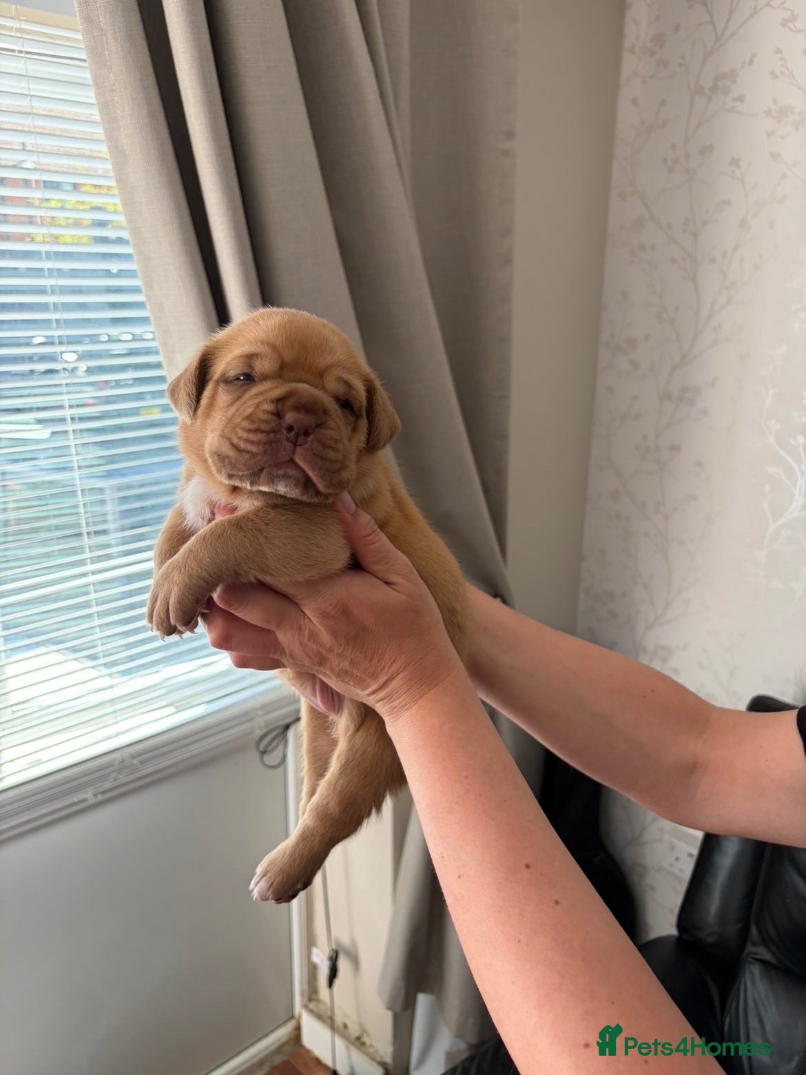 Dogue De Bordeaux dogs Beautiful chunky Dogue de Bordeaux pups - Advert 4