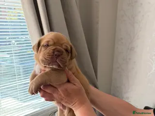 Dogue De Bordeaux dogs Beautiful chunky Dogue de Bordeaux pups - Advert 4