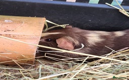 Guinea Pig rodents for sale: 2 seperated male guinea pigs - Image 9