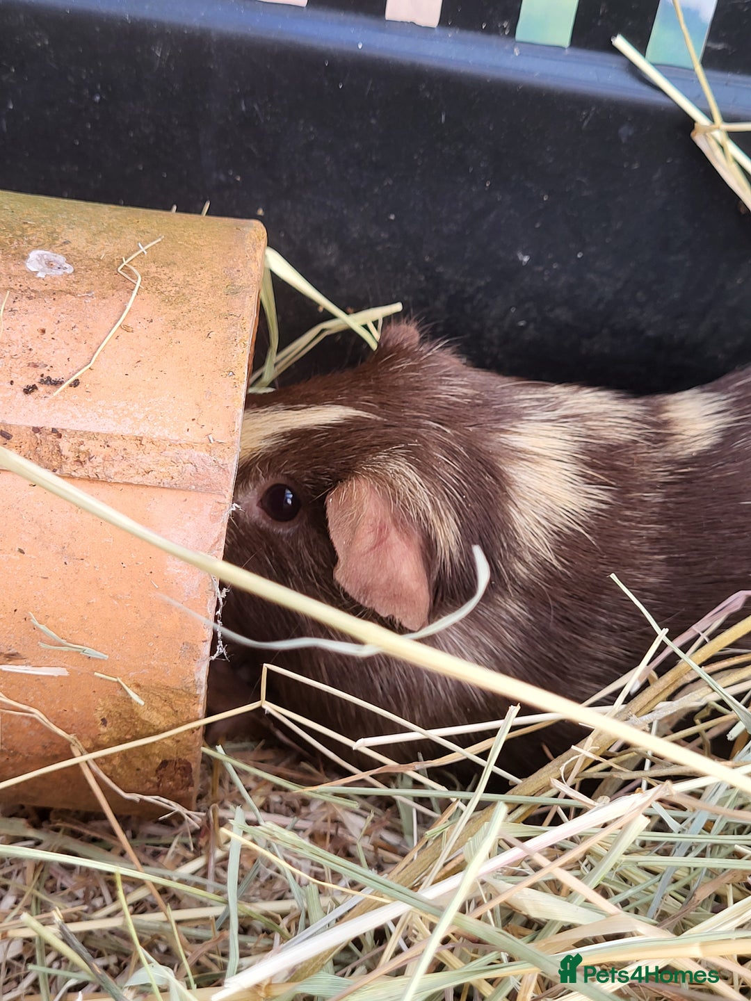 Guinea Pig rodents for sale: 2 seperated male guinea pigs - Image 9