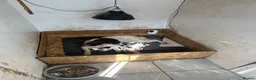 English Springer Spaniel dogs for sale: English springer spaniels  - Advert 6