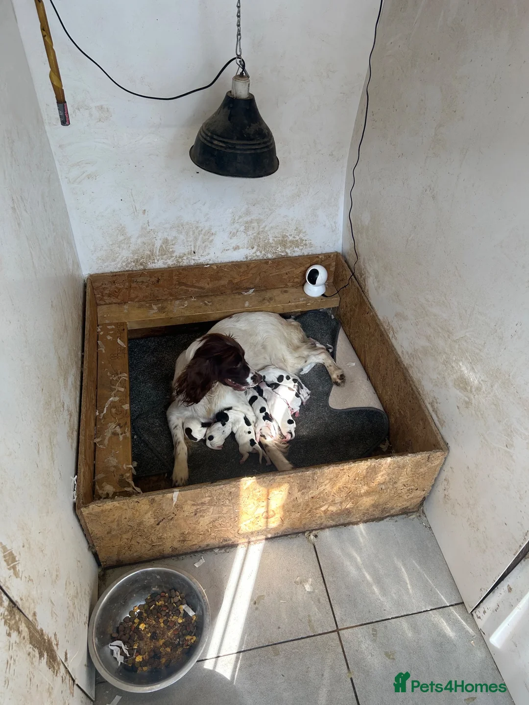 English Springer Spaniel dogs for sale: English springer spaniels  - Advert 6