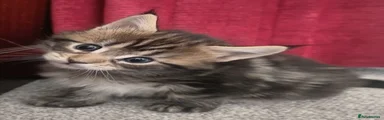 Maine Coon 2 Agnes 