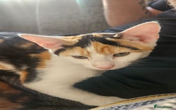 Mixed Breed cats for sale: 2 female kittens for sale  - Image 3