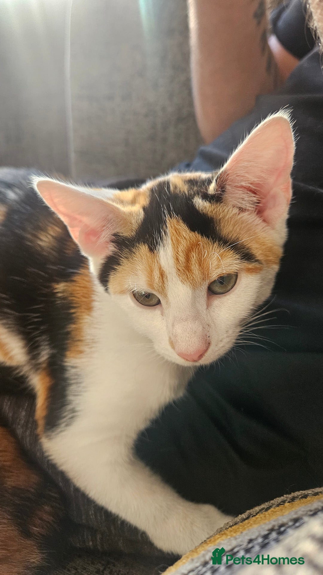Mixed Breed cats for sale: 2 female kittens for sale  - Image 3