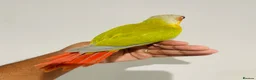 Conures birds for sale: Hand reared conures for sale  - Advert 13