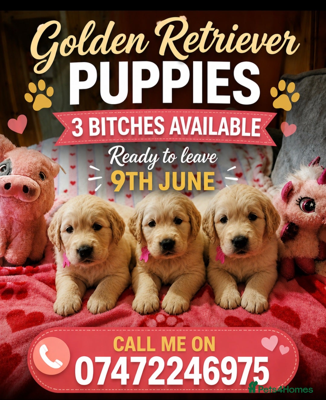 Golden Retriever dogs Golden retriever puppies  - Advert 1