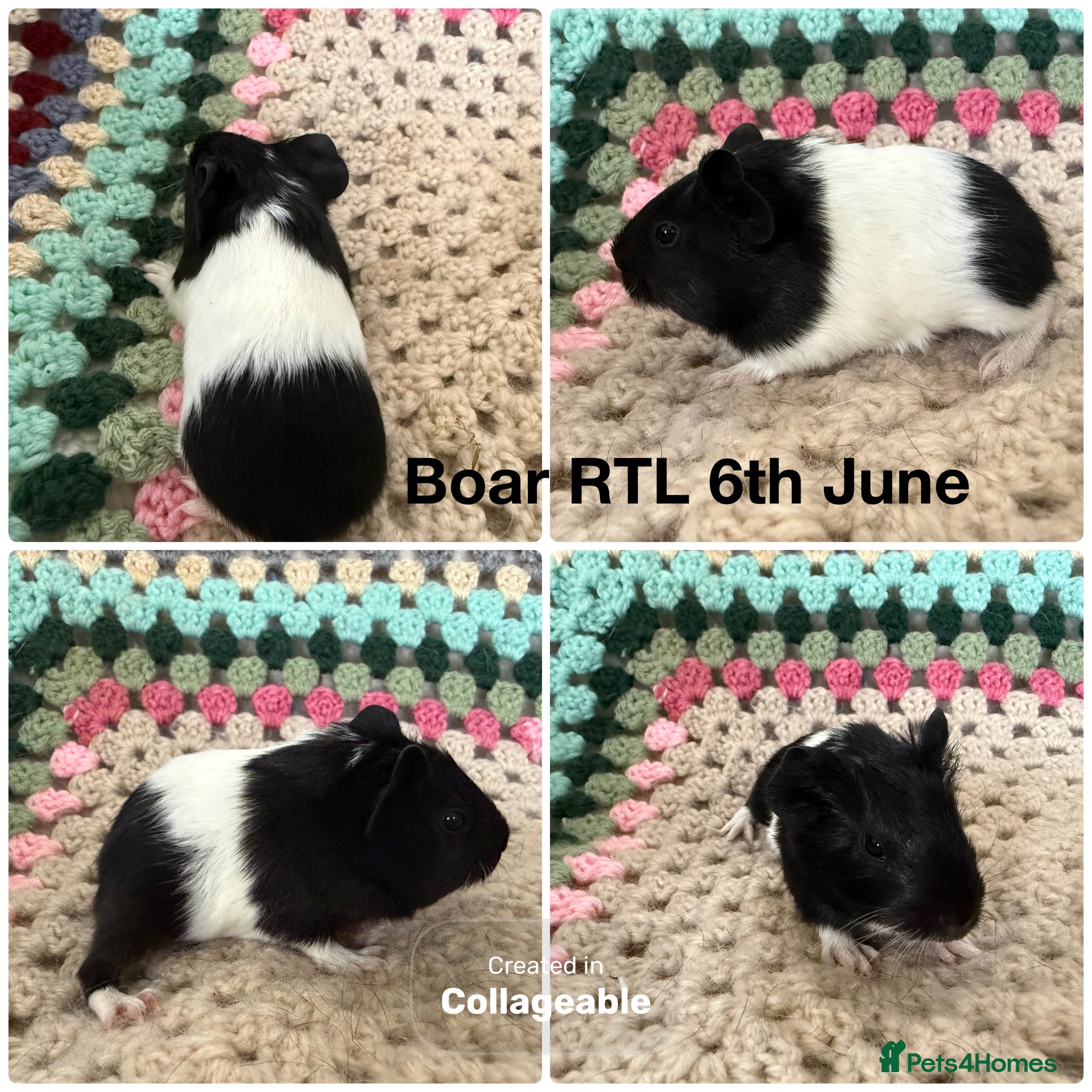Guinea Pig rodents 2 Guinea pig baby boars  - Advert 17