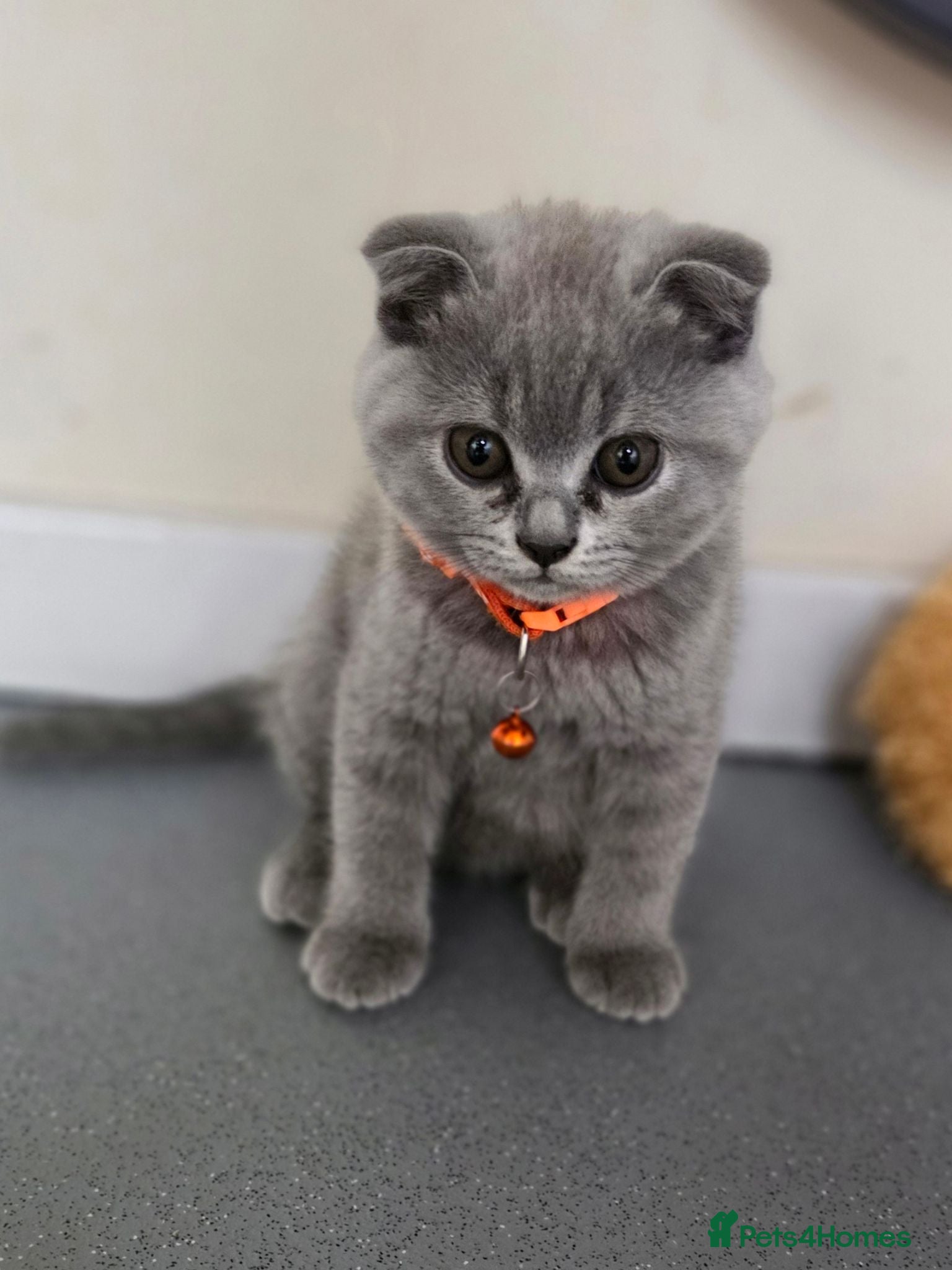 British Shorthair cats 2 straight ear boys and 4 fold girls,fluffy 🐾🐈‍⬛ - Advert 6