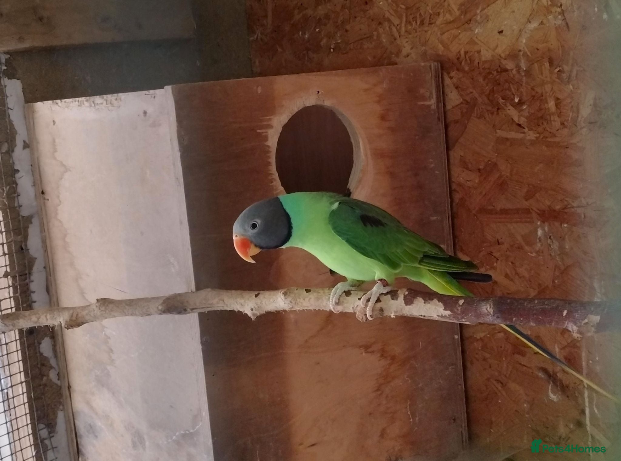 Parakeets birds Slaty Headed Parakeet - Advert 2