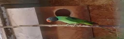 Parakeets birds for sale: Slaty Headed Parakeet in Plymouth - Advert 1