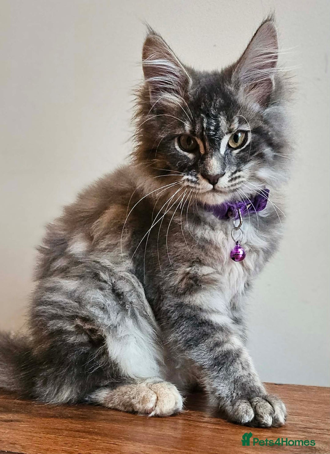 Maine Coon cats for sale: XXL Champion Line Maine Coons – Rare, Very Fluffy! - Advert 2