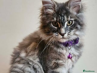 Maine Coon cats XXL Champion Line Maine Coons – Rare, Very Fluffy! - Advert 13