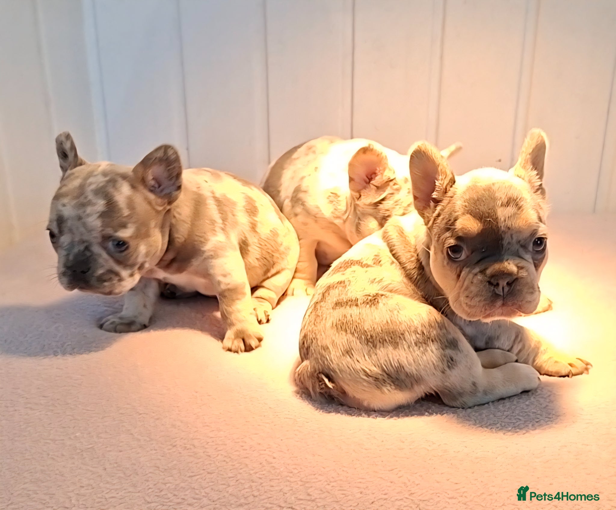 French Bulldog dogs ❣️REDUCED❣️Stunning Quality French Bulldog Puppies - Advert 2