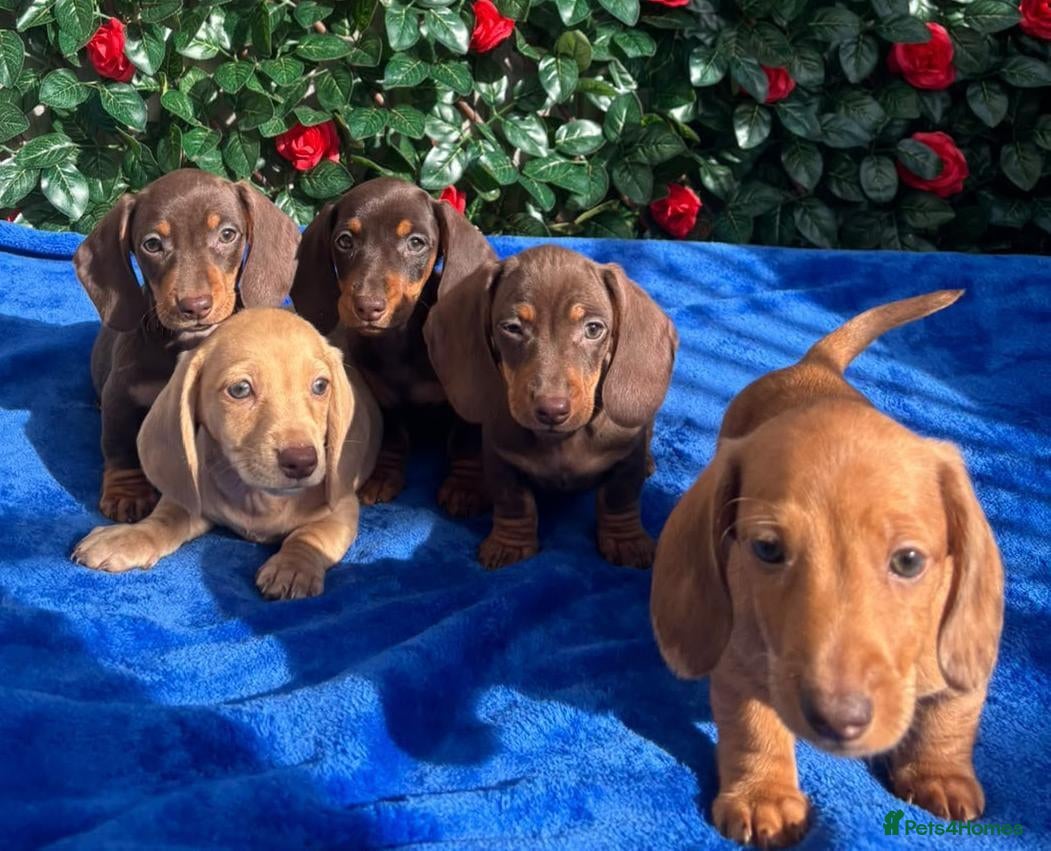 Miniature Dachshund dogs READY NOW MINI DAXI KC REG PRA CLEAR - Advert 1