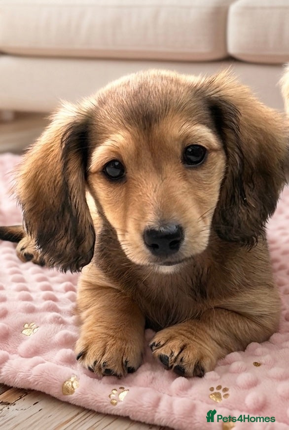 Dachshund dogs Miniature Long-haired RKC Reg. Girl!  - Advert 3