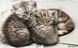 British Shorthair cats for sale: Adorable British Shorthair Kittens–Ready for Home! - Image 9