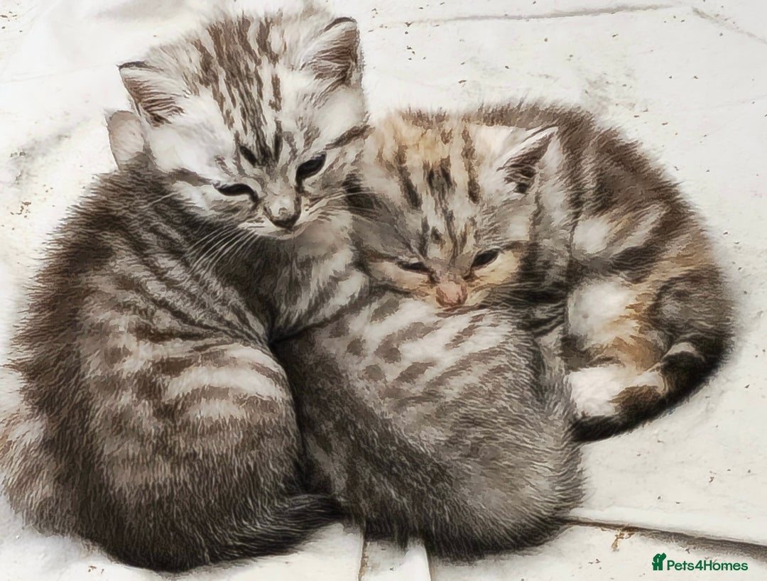 British Shorthair cats for sale: Adorable British Shorthair Kittens–Ready for Home! - Image 9