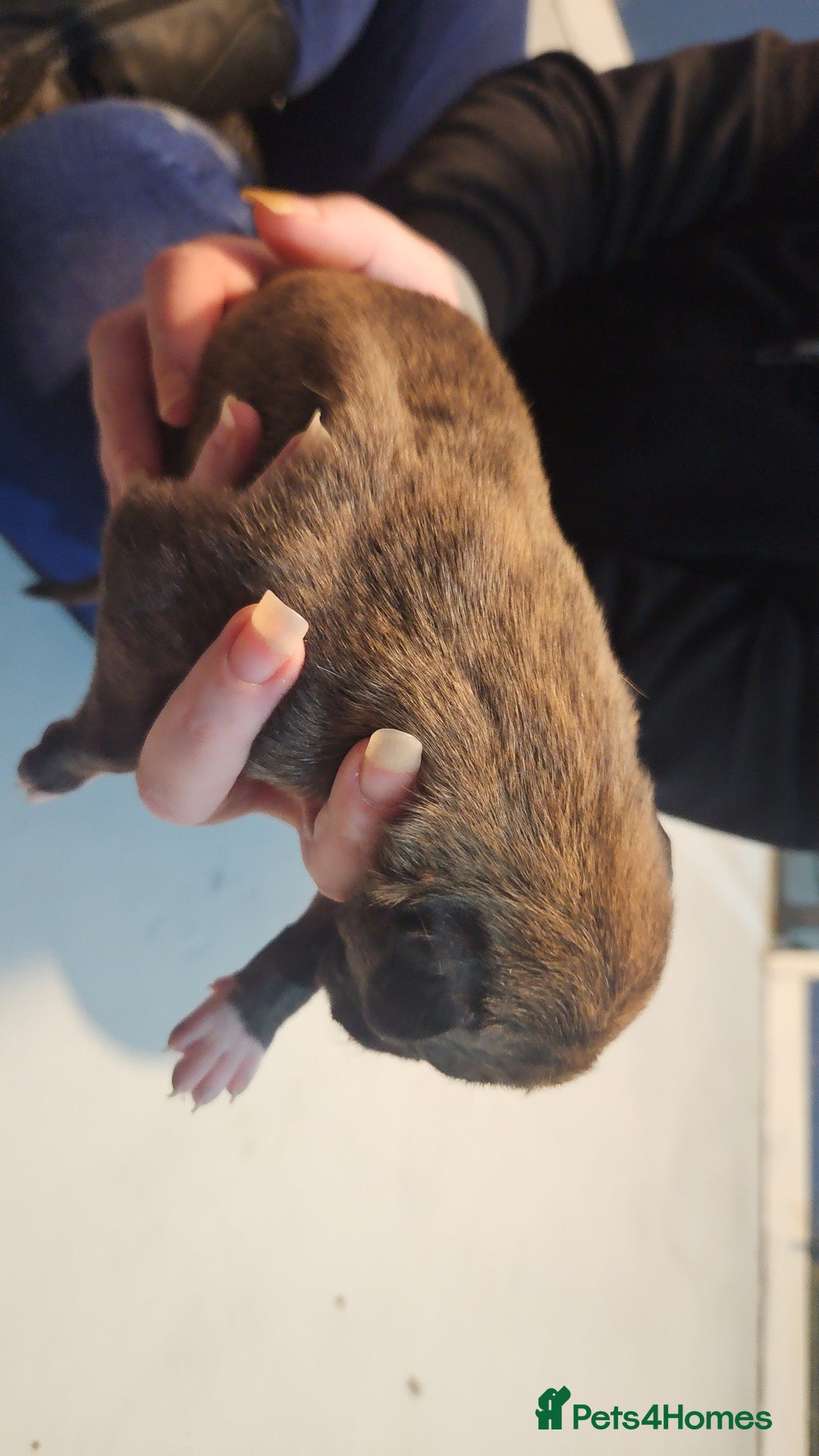 Whippet dogs for sale: 8 beautiful  brindle whippet  - Advert 9