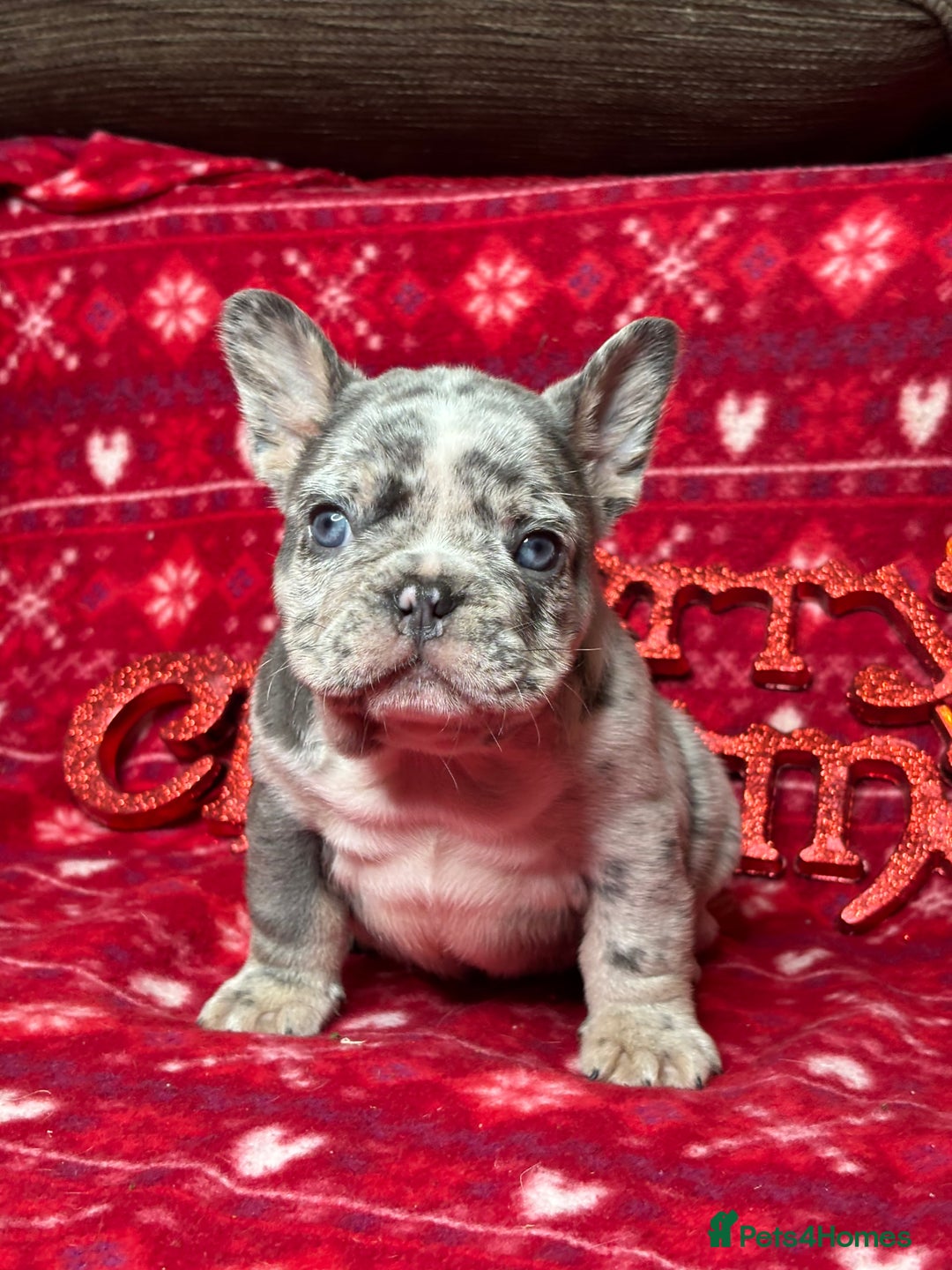French Bulldog dogs for sale: Unique French bulldog pups  - Advert 9