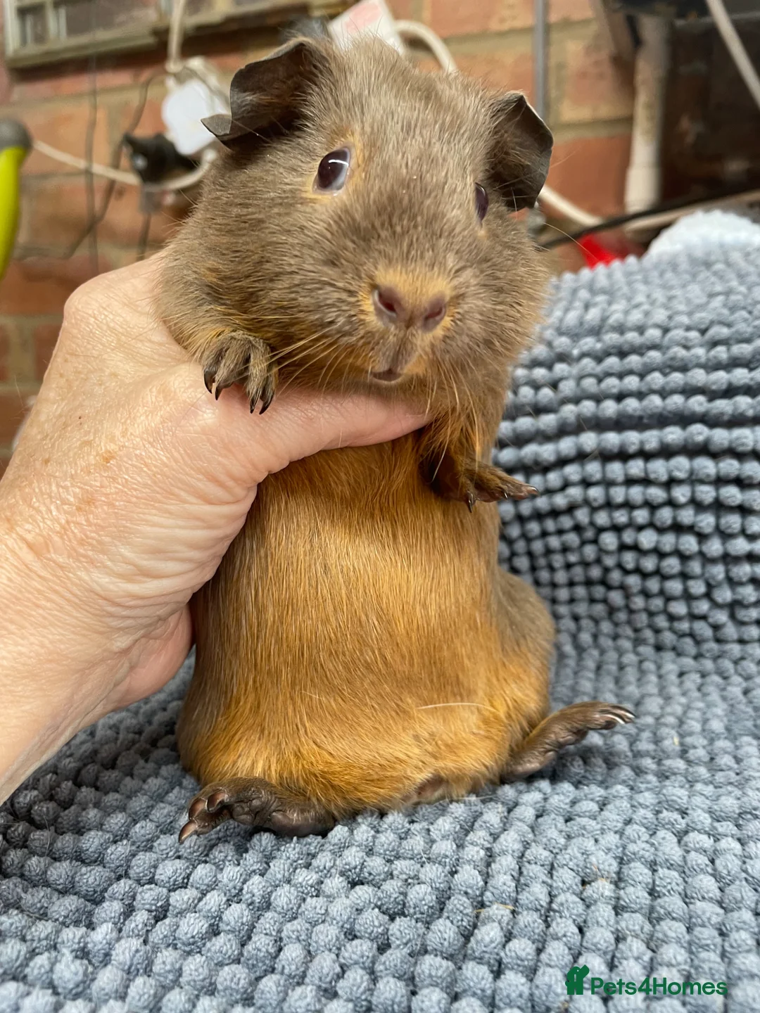 Guinea Pig rodents for sale: Slate Tan Smooth Haired Girls - Advert 4