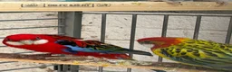 Parakeets birds for sale: Rossella  - Advert 1