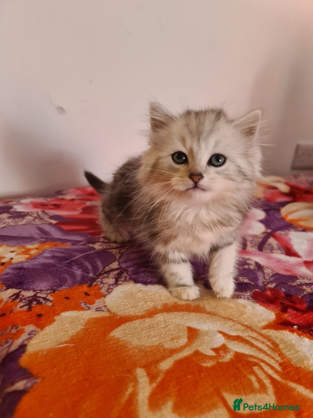 Siberian cats for sale: Siberian Shaded Silver Kittens & Hypoallergenic - Image 2