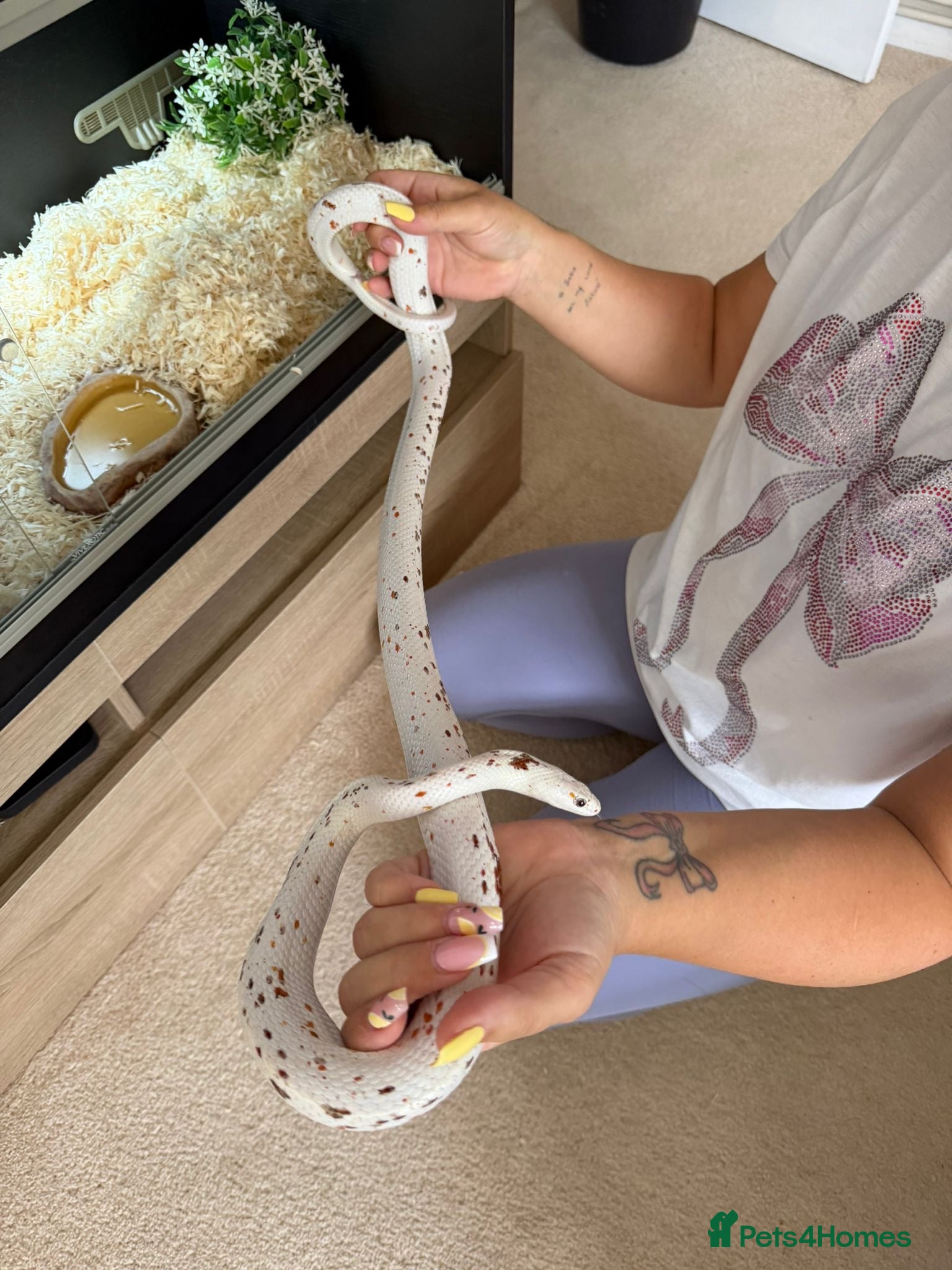 Corn Snake reptiles for sale: Palmetto cornsnake for sale!! MALDON/ESSEX - Advert 1