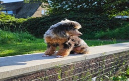 Toy Poodle dogs for sale: Beautiful Toy Poodle puppies - Image 3