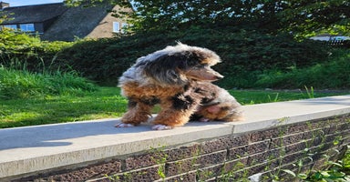 Toy Poodle dogs - Advert 2