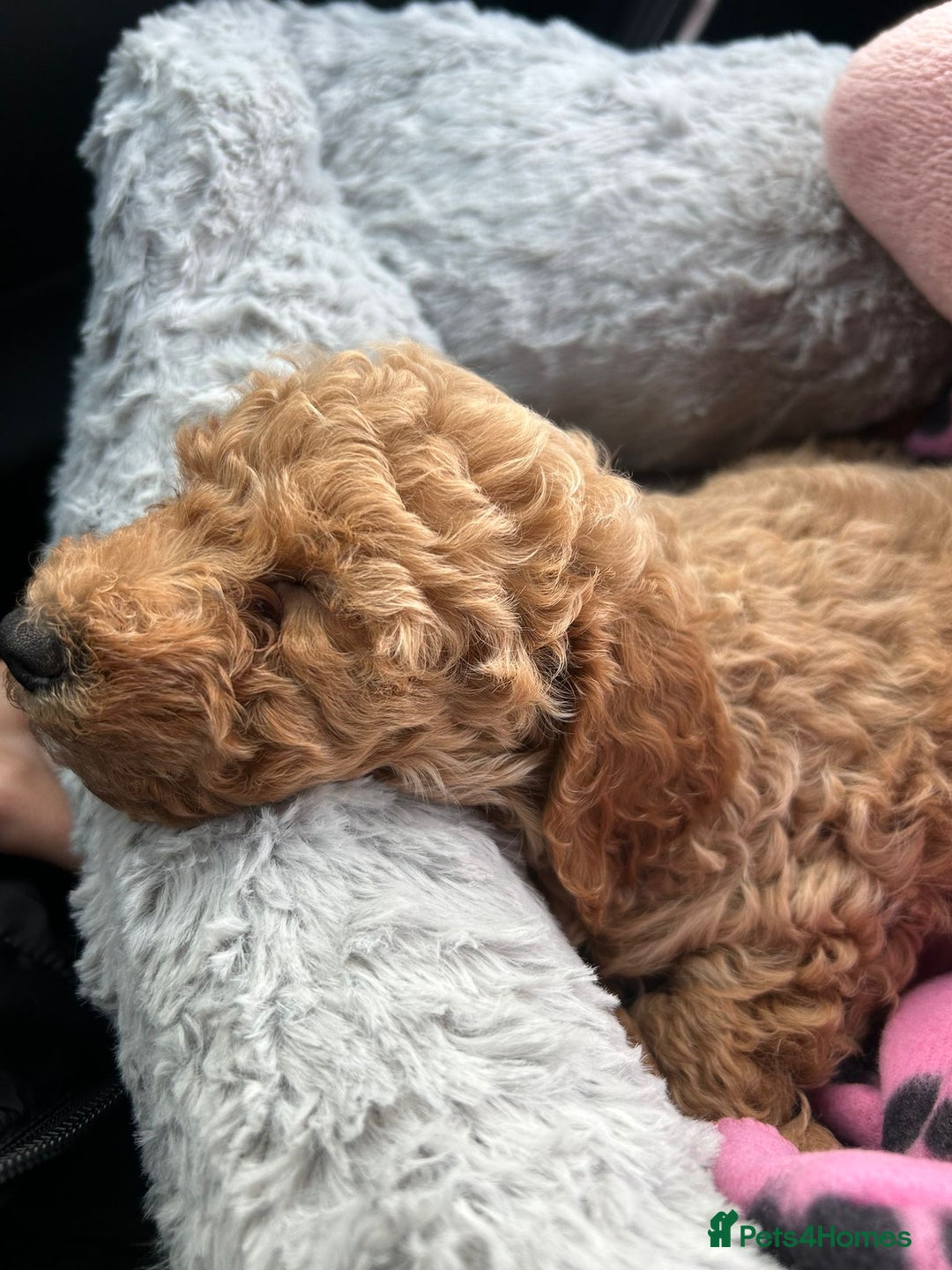 Miniature Poodle dogs for sale: Beautiful miniature poodle pups  - Image 6