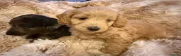 Mixed Breed dogs for sale: Stunning quality Daxipoo pups   - Advert 22