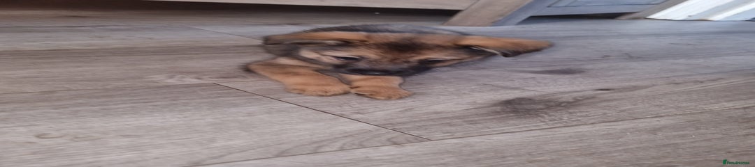 Mixed Breed Puppy 3