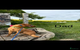 Labrador Retriever dogs for sale: 🐶 Gorgeous Labrador Puppies Ready 20th October 🐶 - Image 6