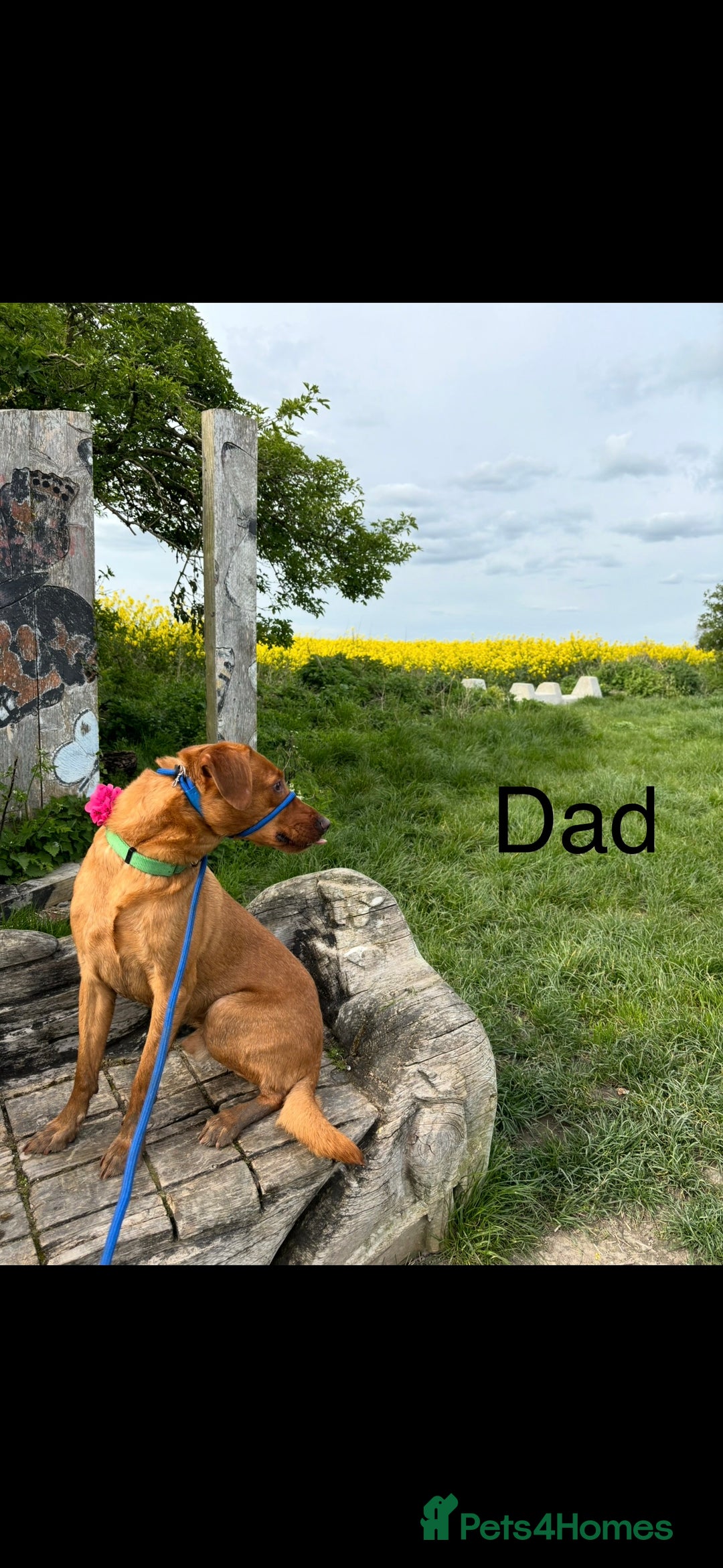 Labrador Retriever dogs for sale: 🐶 Gorgeous Labrador Puppies Ready 20th October 🐶 - Image 6