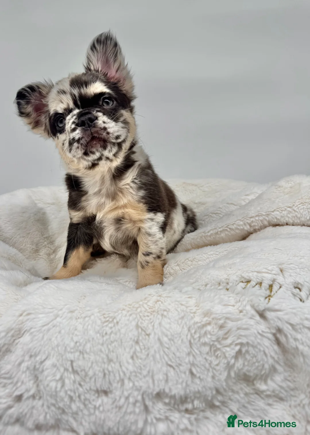 French Bulldog dogs for sale: Outstanding Family Raised frenchies❤️ READY NOW  - Advert 2