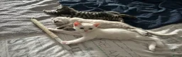 British Shorthair cats for sale: Beautiful, Loving Kittens - Advert 4
