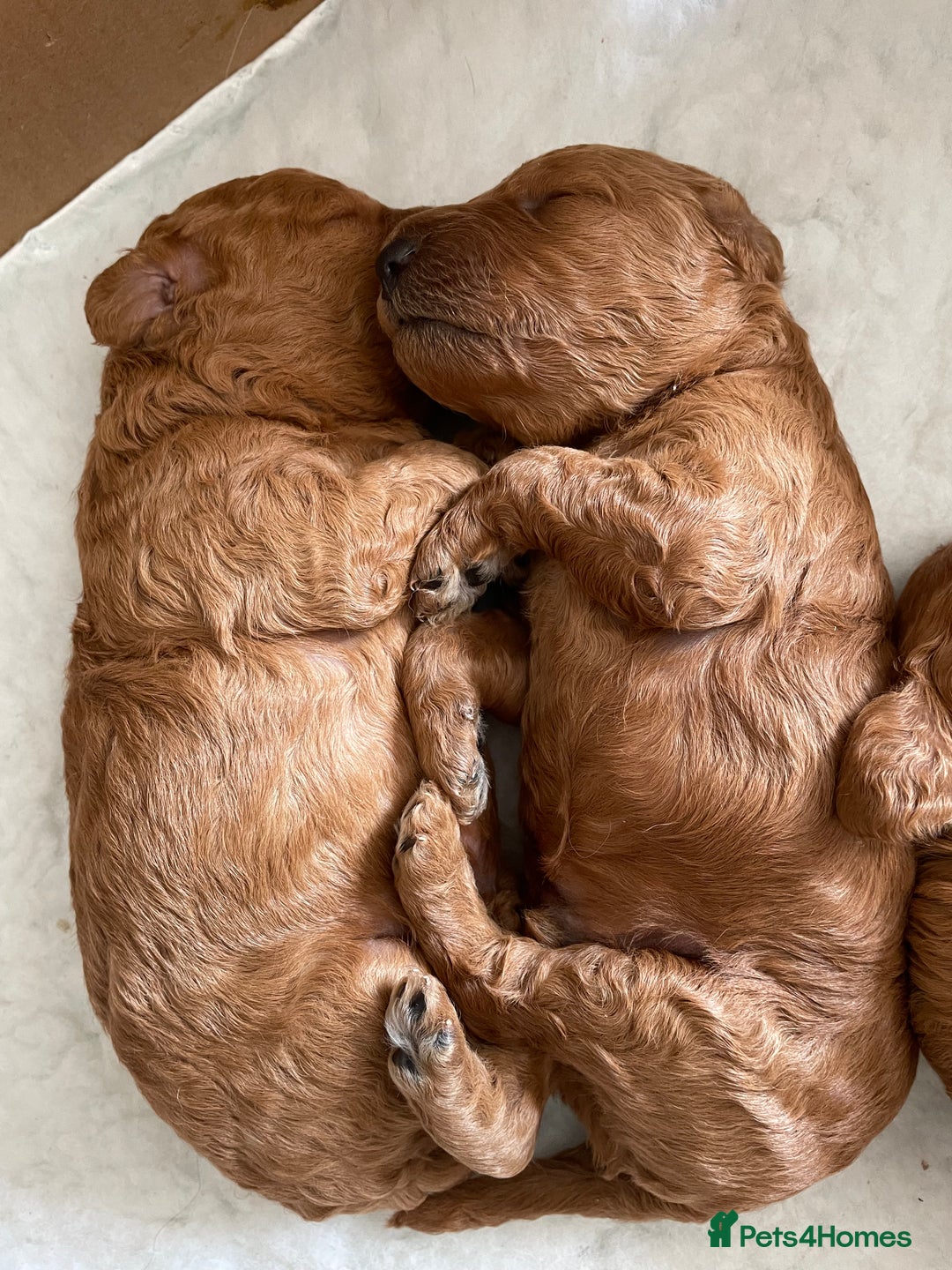 Miniature Poodle dogs for sale: 1 reserved 2 remaining ready 15th October  - Image 13