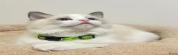 Ragdoll cats for sale: TICA Reg Ragdoll Kittens from Show-Winning Lines - Advert 11