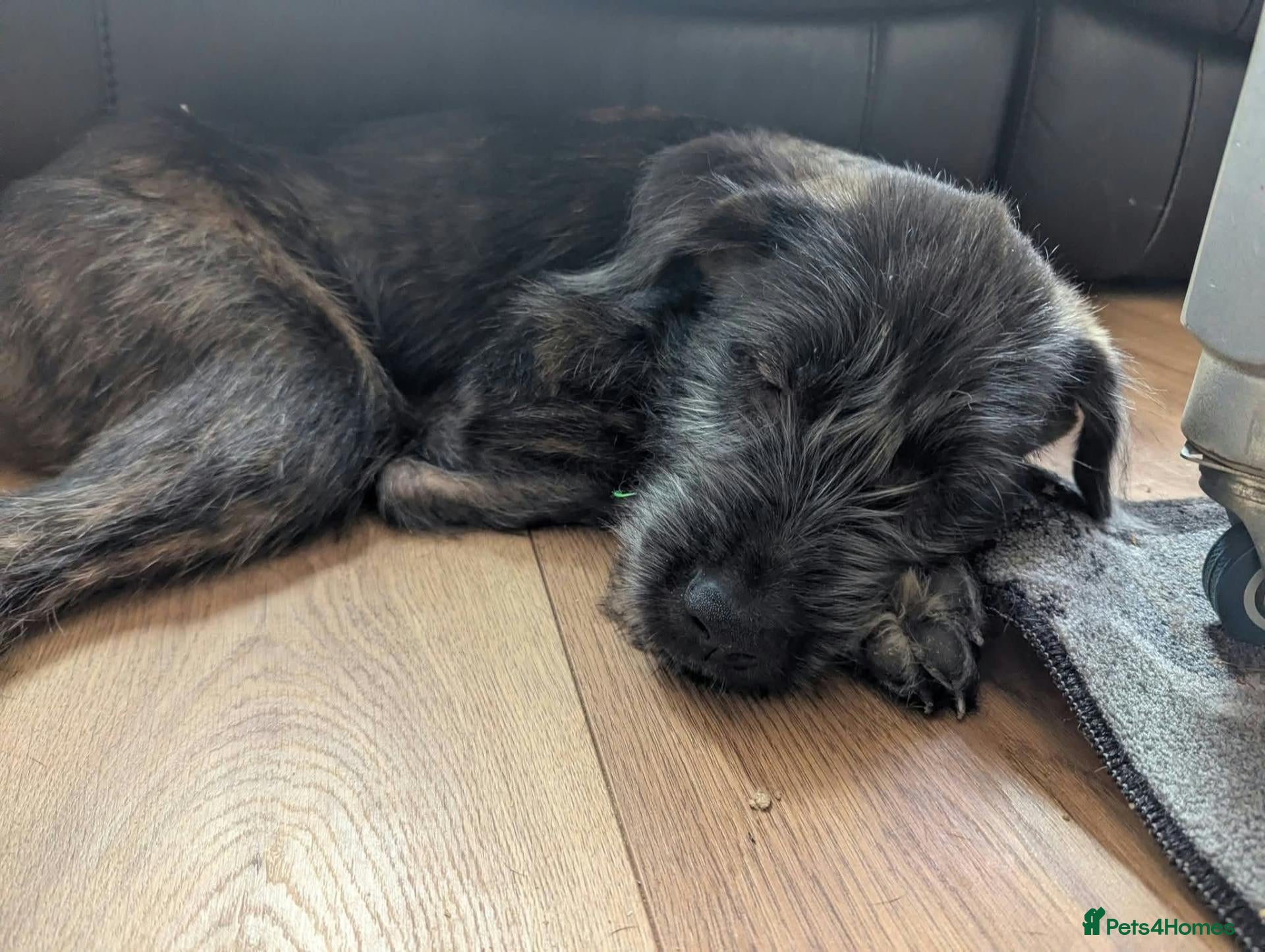 Mixed Breed dogs for sale: Stunning WolfAkita Pups – 1 beautiful Boy - Advert 2