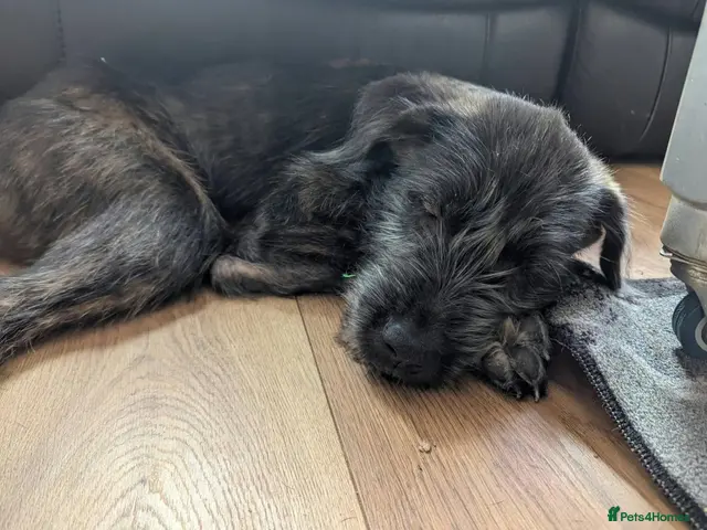 Mixed Breed dogs for sale: Stunning WolfAkita Pups – 1 beautiful Boy - Advert 2