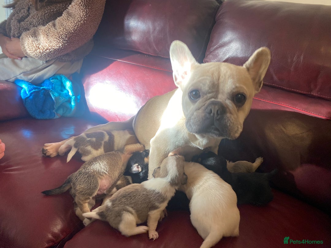 Mixed Breed dogs for sale: Frenchie cross Jack Russell puppies  - Advert 2