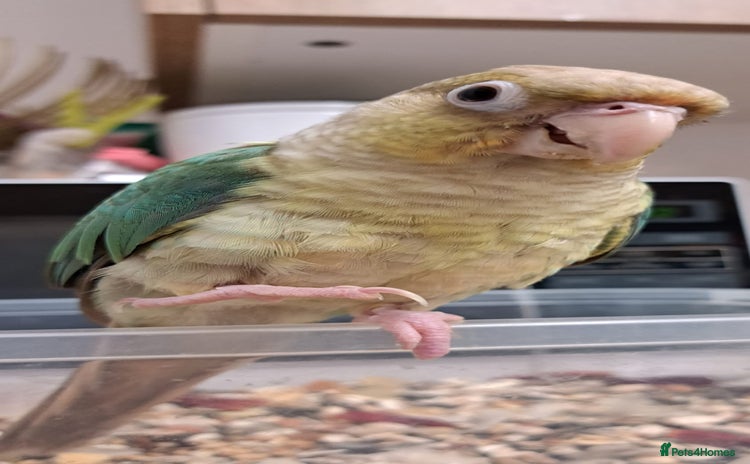 Conures birds - Advert 10