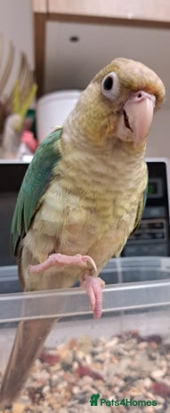 Conures birds - Advert 18