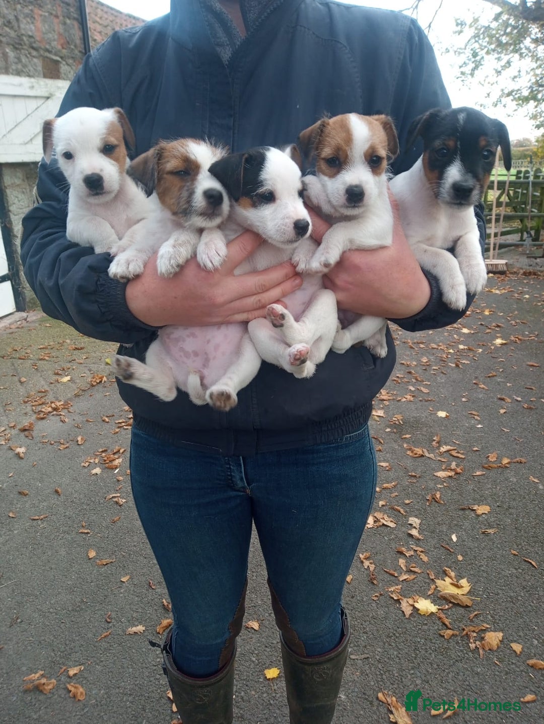 Parson Russell dogs for stud: KC reg parson Russell for stud - Advert 5