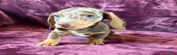 Miniature Dachshund dogs for sale: KC MINIATURE DACHSHUND PUPPIES  - Advert 22