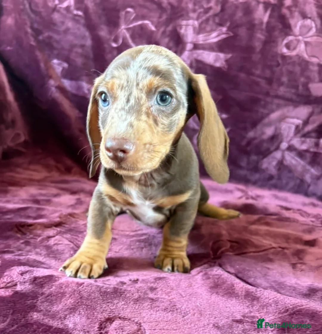 Miniature Dachshund dogs for sale: KC MINIATURE DACHSHUND PUPPIES  - Advert 22